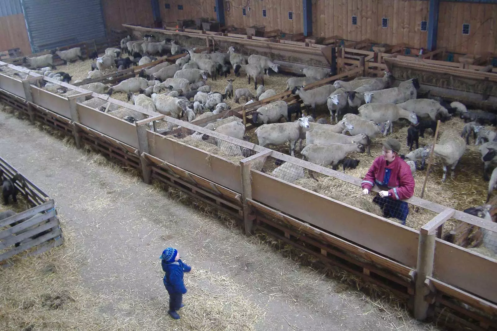 Kind mit Mutter im Schafstall auf dem Hof am Hörn