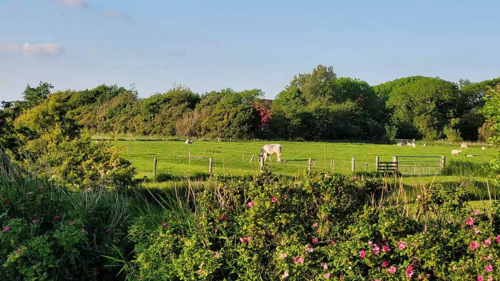 Wiesen und Felder rund um den Hof am Hörn auf Pellworm mit weidenden Kühen und Schafen