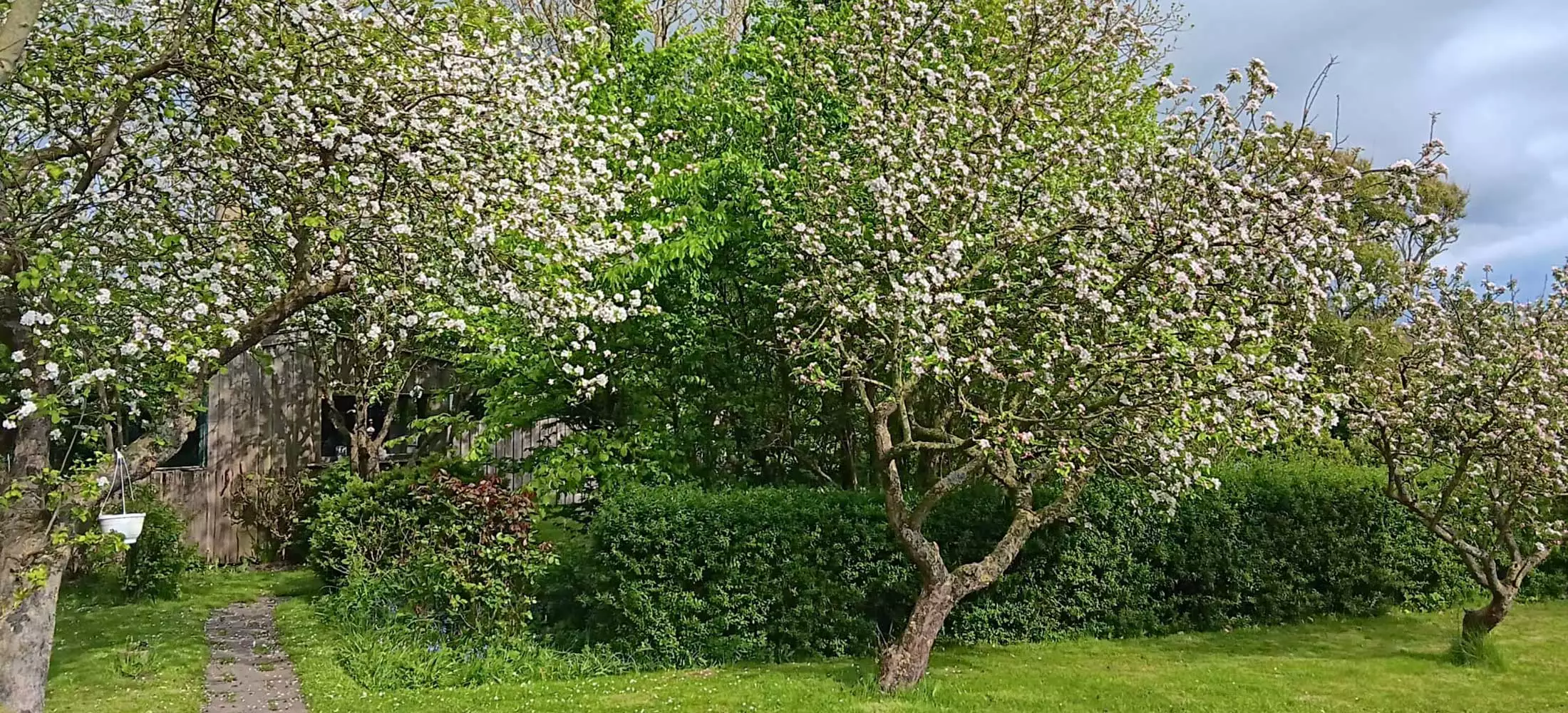 Garten mit alten Obstbäumen in der vollen Blüte am Haus Hafennähe