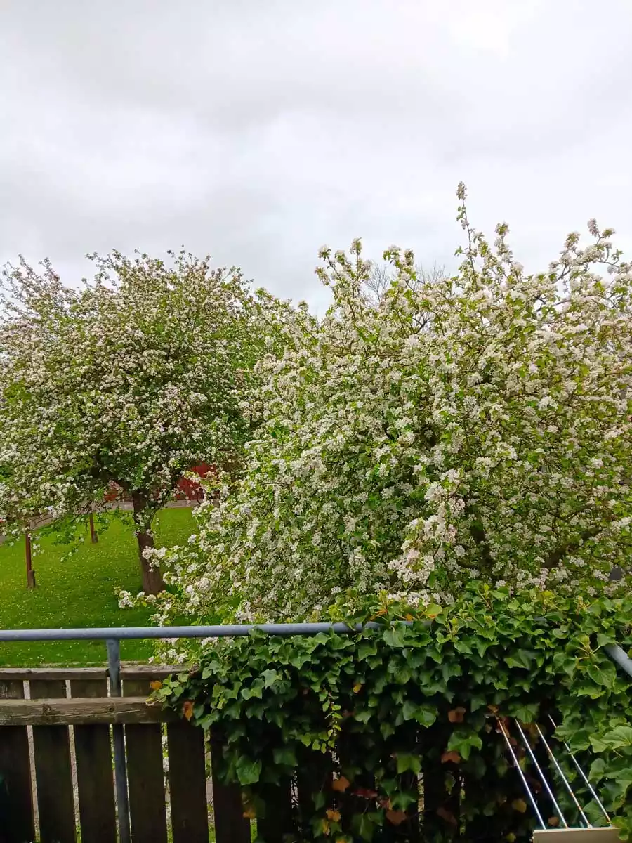 Blick vom Balkon der Ferienwohnung Ankerplatz in den blühenden Garten mit Apfelbäumen auf Pellworm