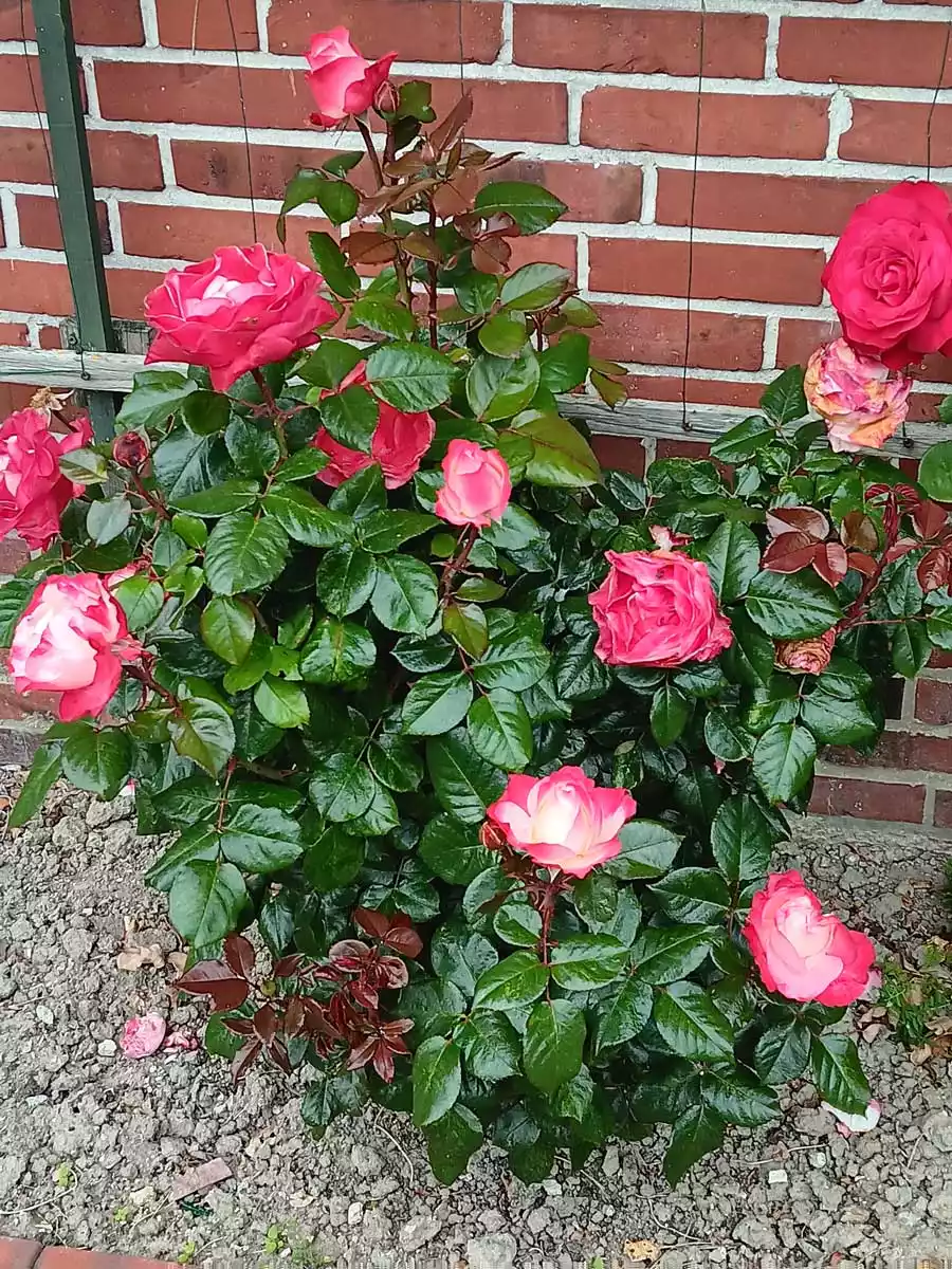 Blühende Pellwormer Rose im Garten des Hauses Hafennähe auf der Nordseeinsel Pellworm