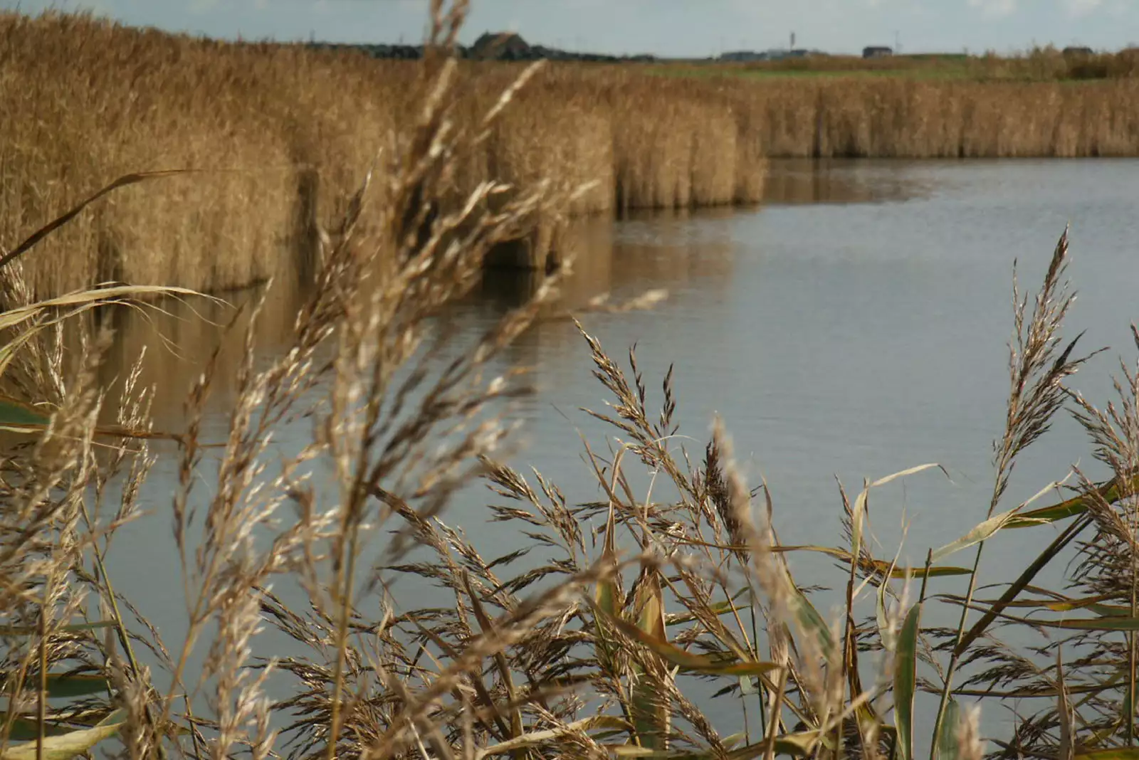 Schilf im Wind am Waldhusentief auf Pellworm – Erholung in der Natur der Nordseeinsel