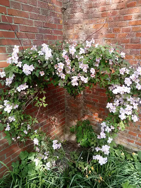 Abendstimmung am Deich mit Blick zur Nordermühle – ein ruhiger Moment auf Pellworm.