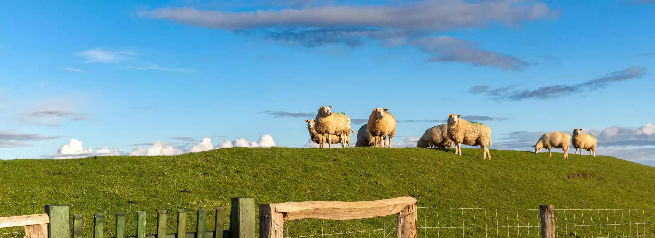 Schafe auf dem Deich der Insel Pellworm 