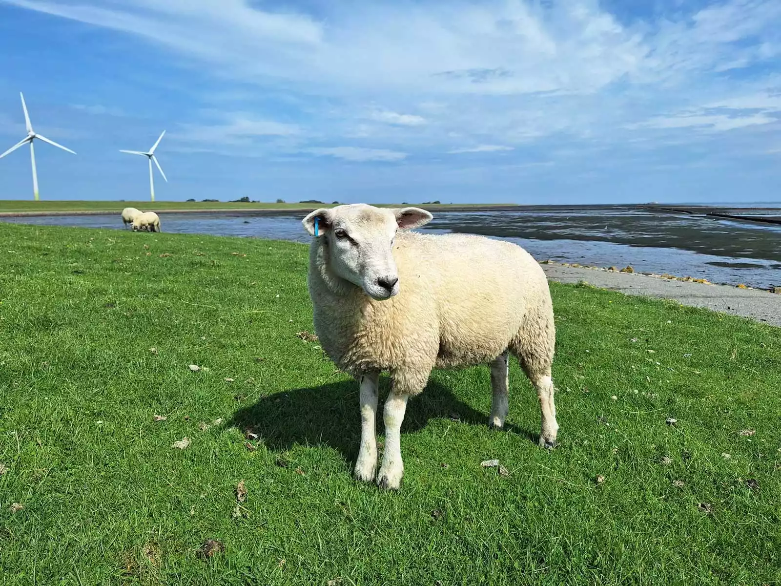 Grüner Außendeich auf Pellworm mit jungen Schafen, blauem Himmel und Windmühlen am Horizont