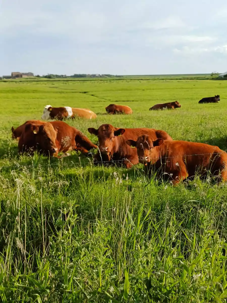 Weite grüne Wiesen und Felder auf Pellworm mit bunten Kühen, die entspannt im Gras liegen