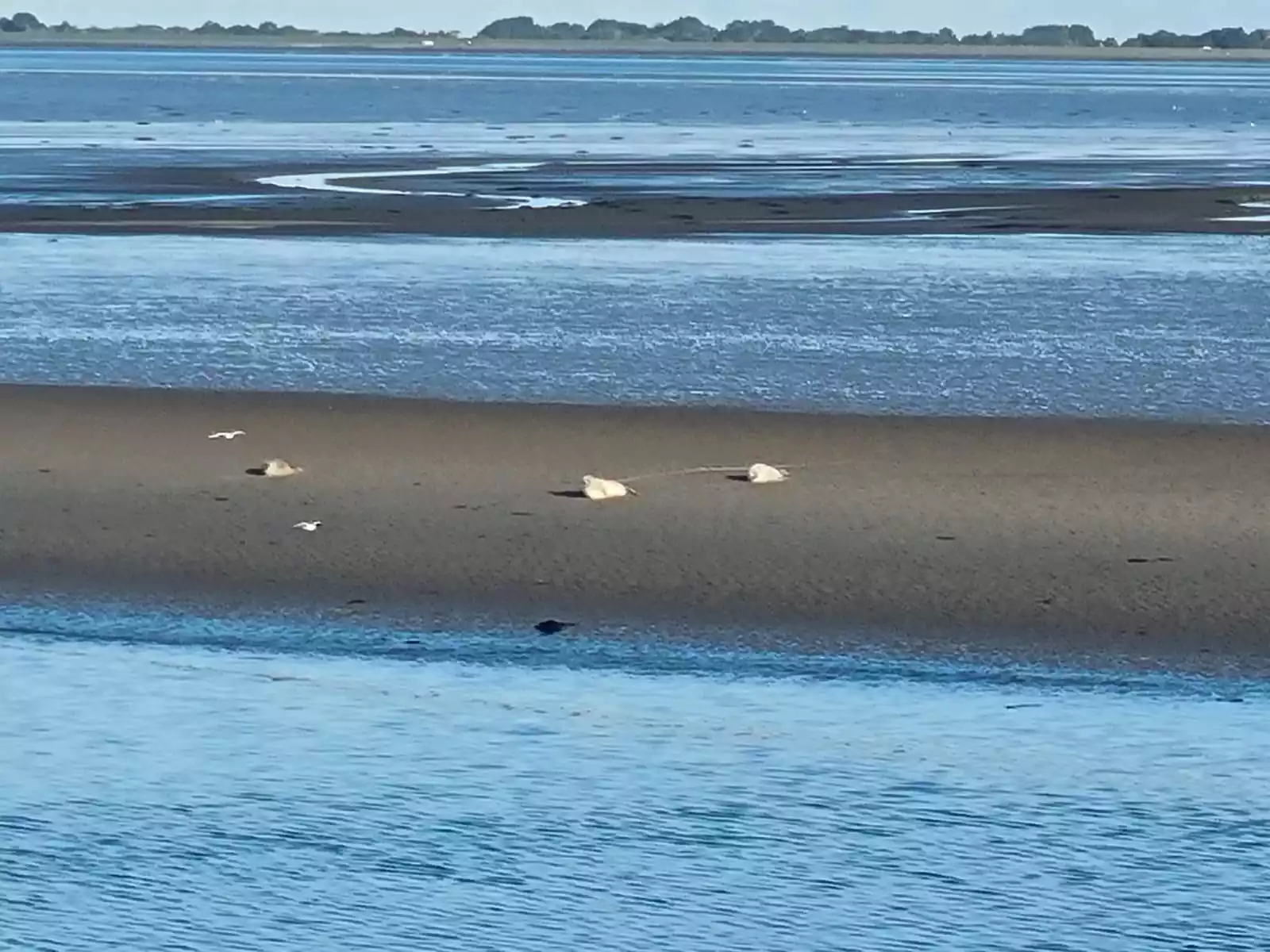 Seehunde ruhen auf einer Sandbank im Wattenmeer vor der Insel Pellworm