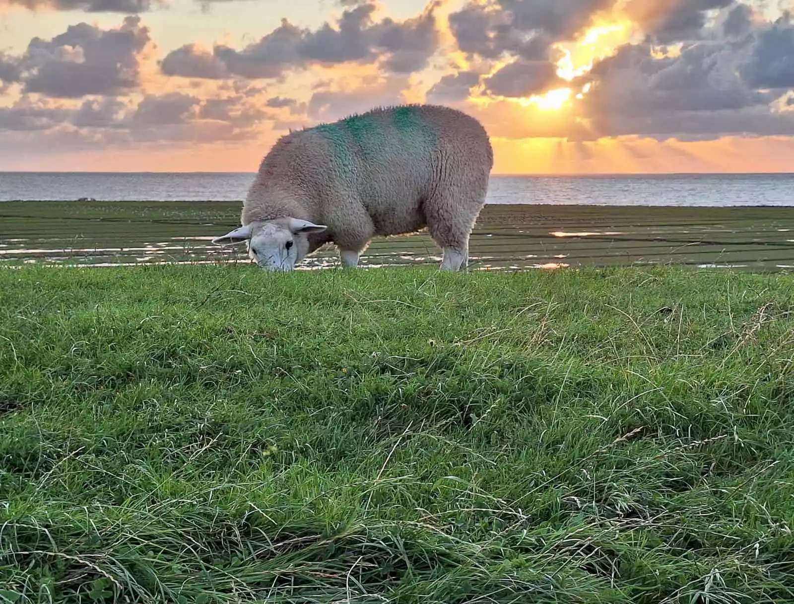 Schafe grasen ruhig auf dem grünen Vorland von Pellworm, während über der Nordsee die Sonne aufgeht.