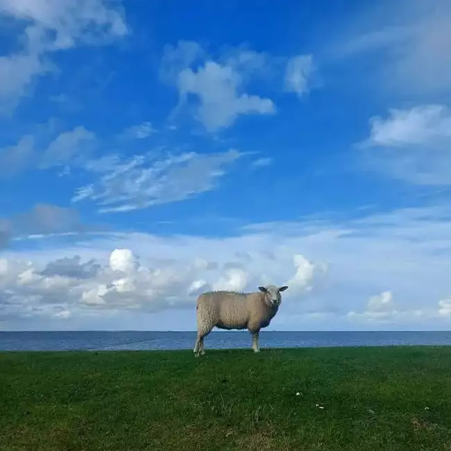 Schaf auf dem Deich von Pellworm mit Blick zur Kamera, blauem Himmel und Nordsee im Hintergrund.