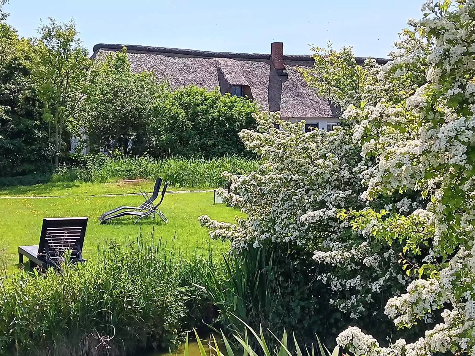 Blühender Garten auf Pellworm im Frühjahr mit Sonnenliegen auf dem grünen Rasen