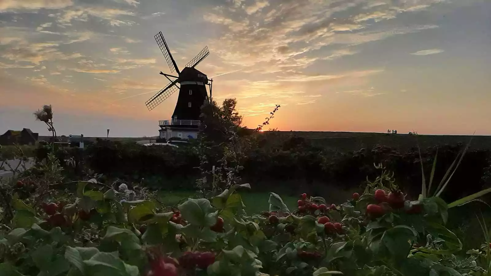 Die Nordermühle auf Pellworm am Deich im warmen Licht des Sonnenuntergangs